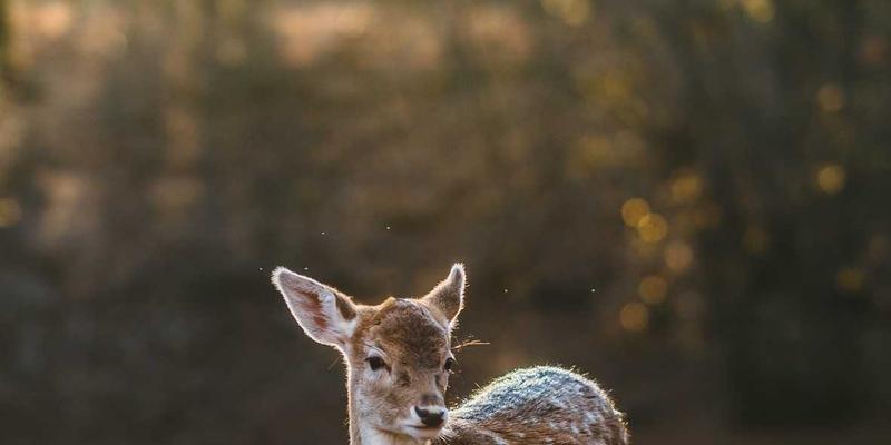 游戏资讯72：移动与主机的双重视界，深度评测带你玩转游戏世界