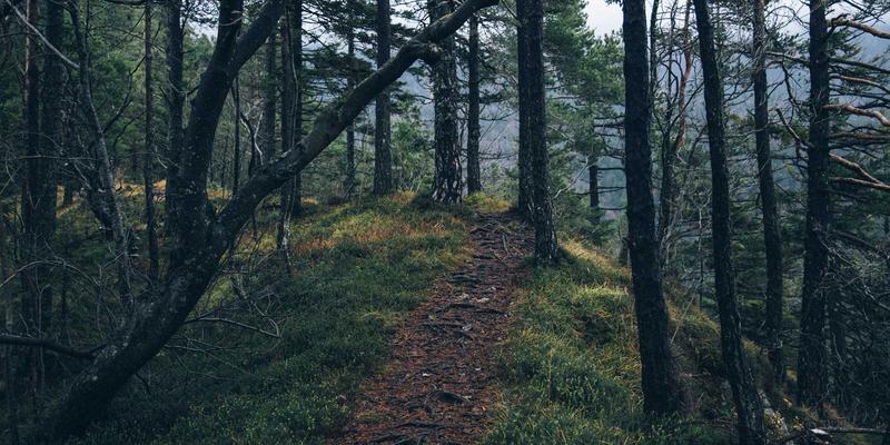 超越游戏攻略：从《极乐迪斯科》看PC游戏的文学性表达与叙事艺术